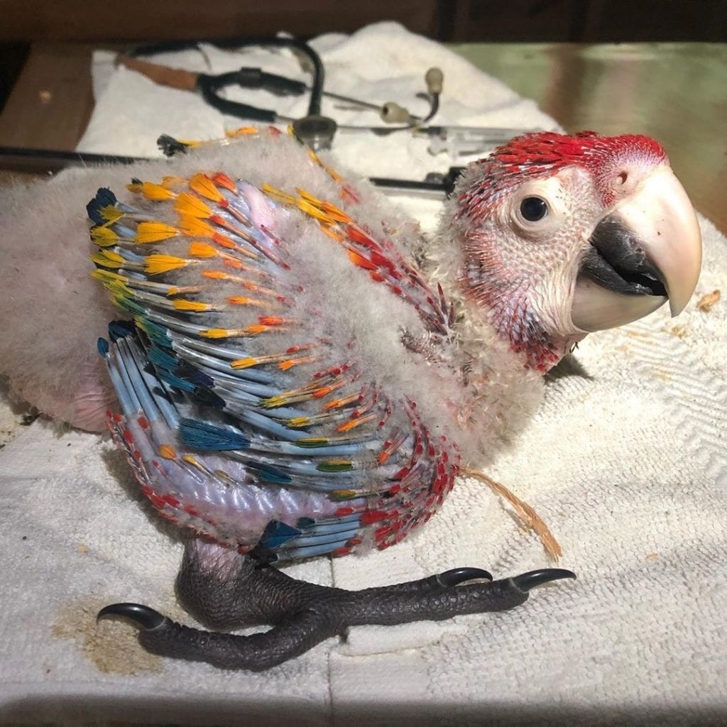 Feed rescued baby Macaws